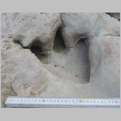 DSCN0674cr Deep theropod infilling linking right toe.jpg
